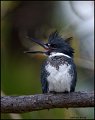 _1SB0128 belted kingfisher